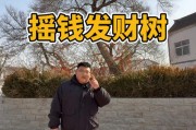 摇到车牌号，瞬间变身摇钱树！