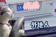 吉K牌照惊现热门城市，车主身份引热议！