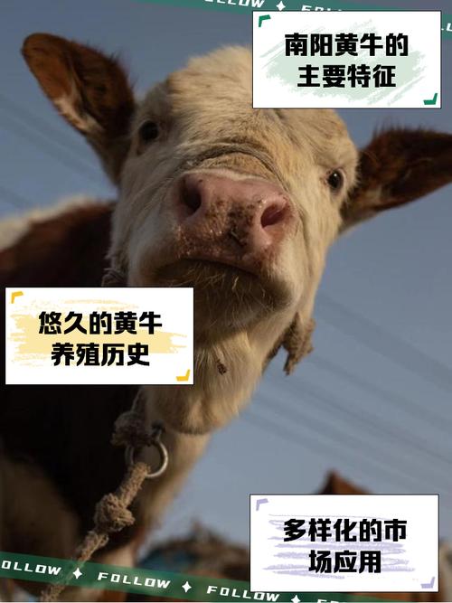 兰陵县车牌靓号黄牛众生相:疯狂竞价背后的利益博弈